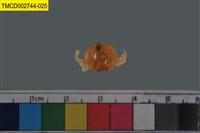 藏品(短指和尚蟹)的圖片